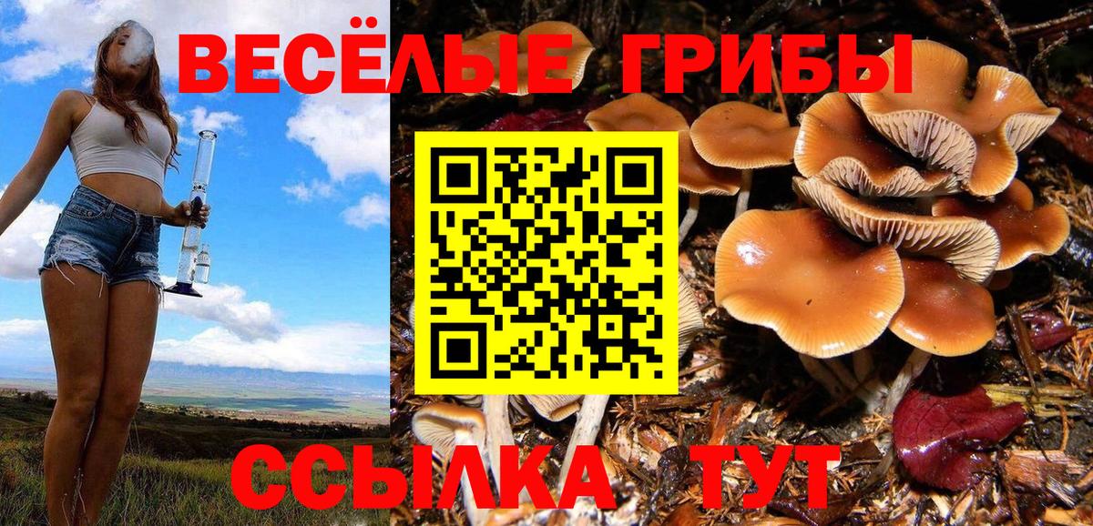 Псилоцибиновые грибы Psilocybe  Вход с VPN  Саров 